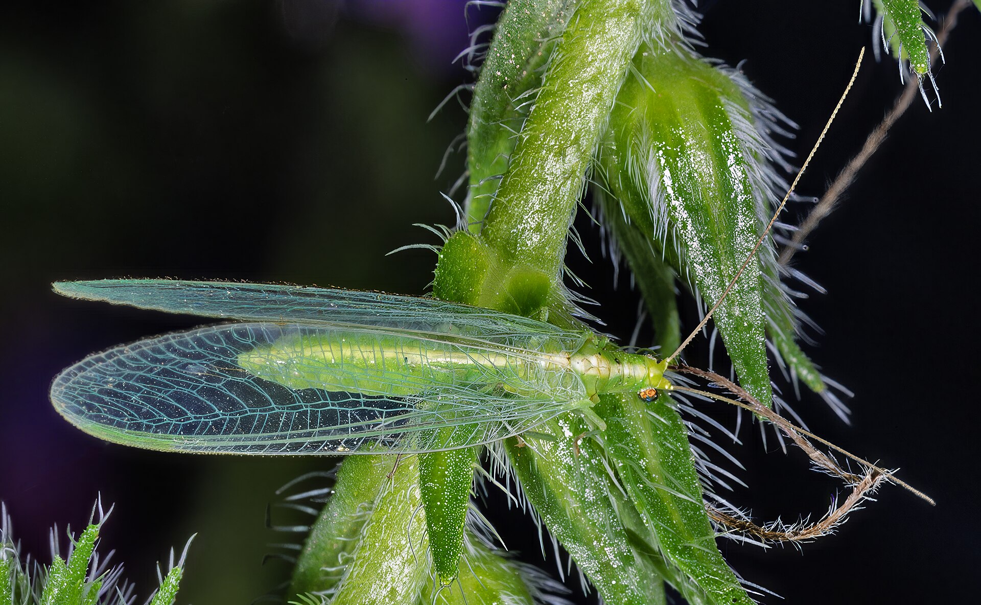 Chrysope verte