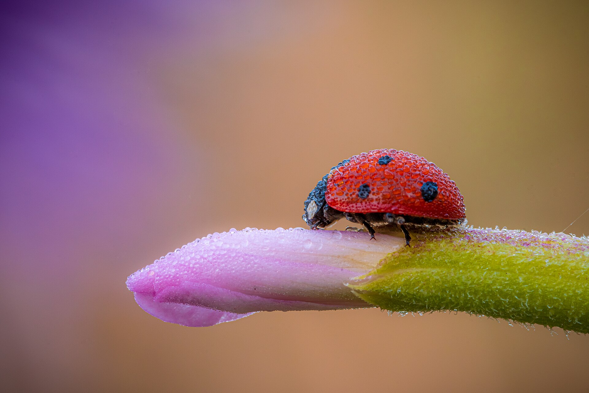 Coccinelle  sept points