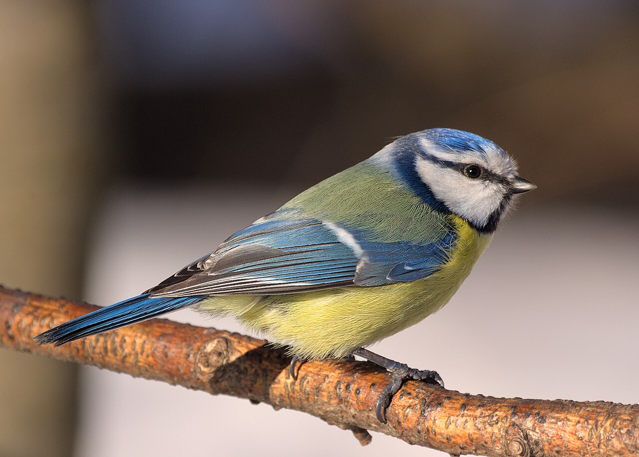 Mésange bleue