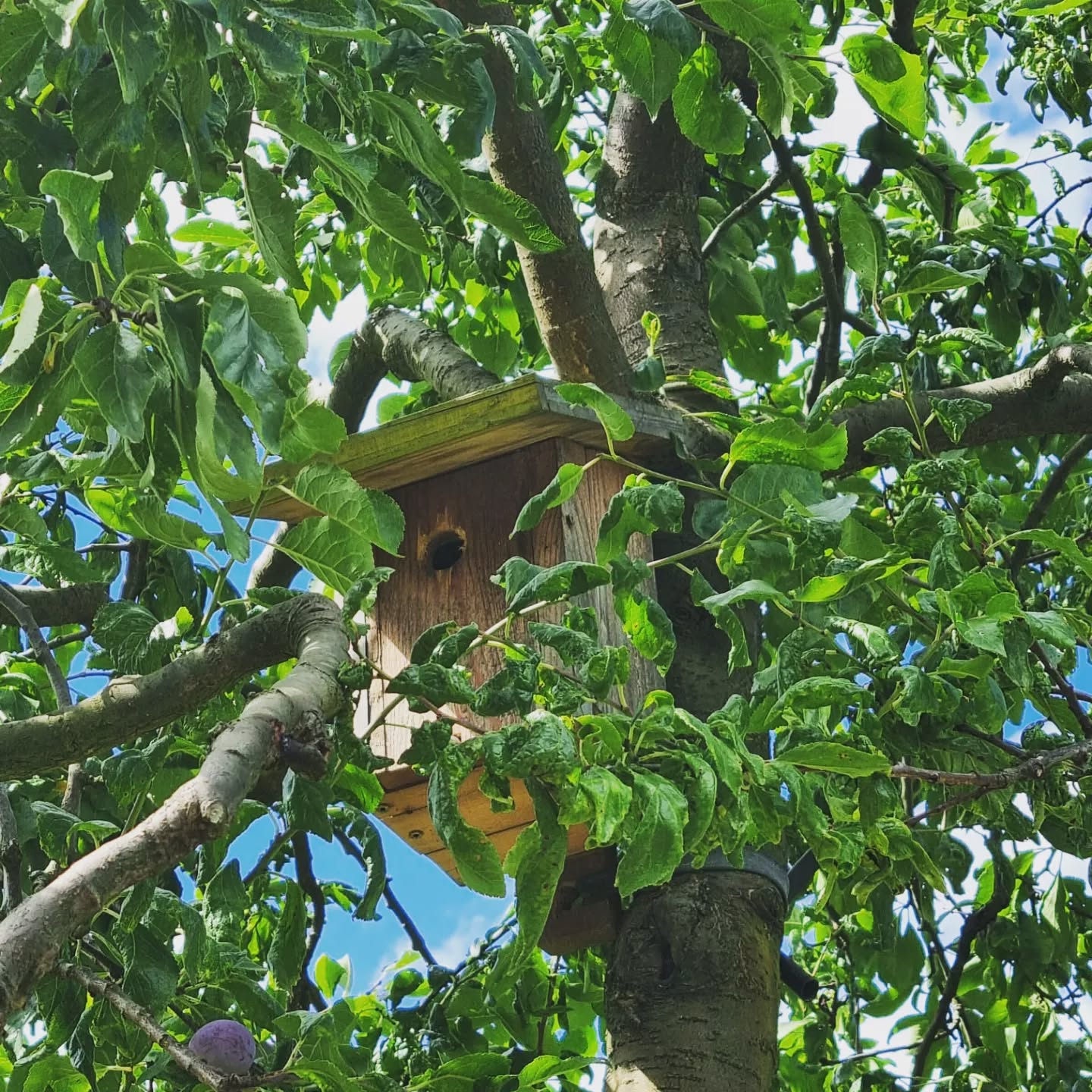 Les nichoirs install&eacute;s dans le verger