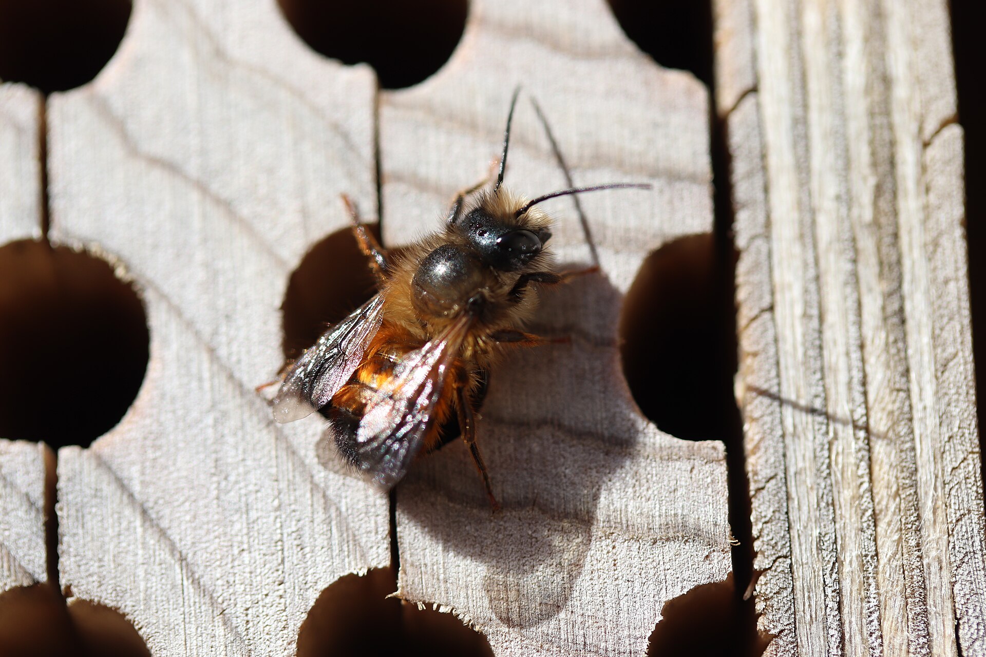 Osmie (abeille solitaire)